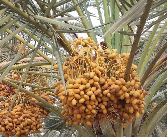 خرید عمده خرمای زاهدی بوشهر